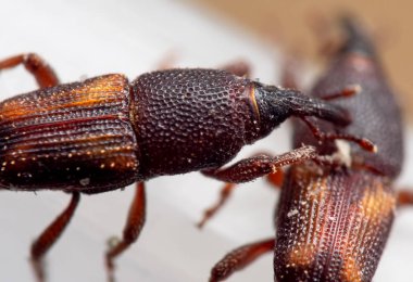 Pirinç buğday bitinin Macro Fotoğrafı veya Sitophilus Oryzae