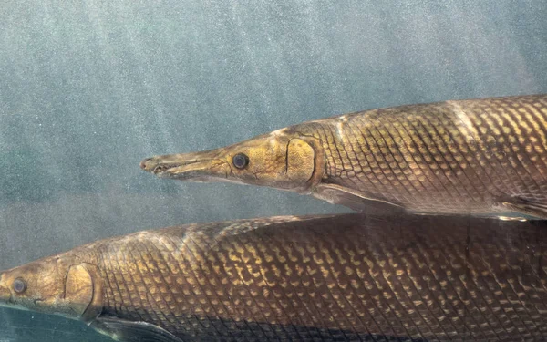 Nahaufnahme: Zwei Alligator-Gar-Fische schwimmen im Aquarium — Stockfoto