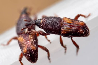 İki Pirinç Buğday bitinin Macro Fotoğrafı veya Sitophilus Oryzae