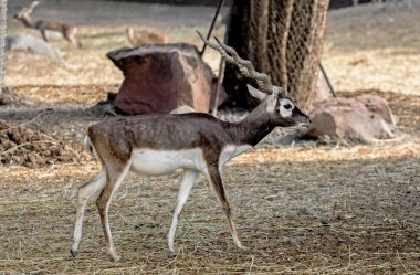 Blackbuck Backgrou 'da İzole Edilen Dosya' da Duruyor