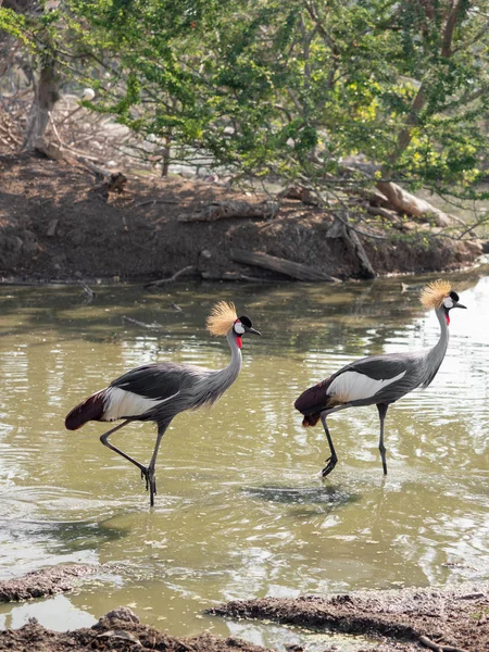 Zamknij Two Grey Crowned Crane Walking in The Swamp — Zdjęcie stockowe