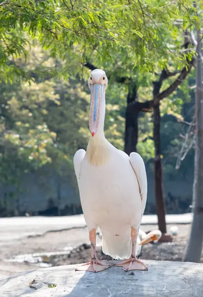 Primer plano Gran Pelícano Blanco estaba de pie en la roca aislado o — Foto de Stock