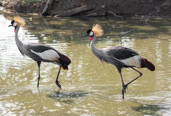Zamknij Two Grey Crowned Crane Walking in The Swamp — Zdjęcie stockowe