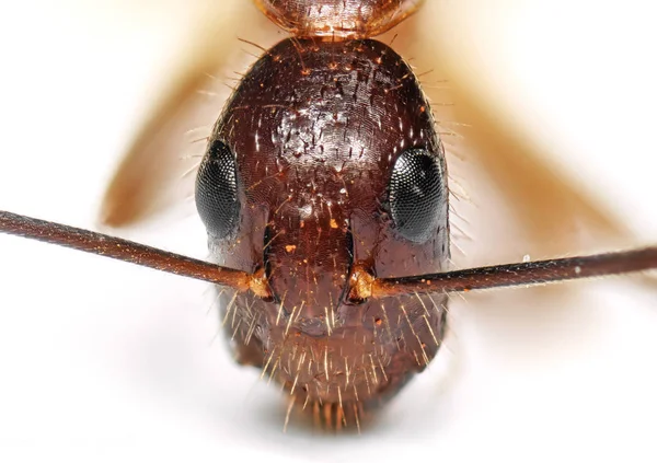 Makro Foto av ansiktet av Tiny Ant Isolerad på bakgrund — Stockfoto