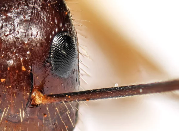 Macro Foto de la cara de la pequeña hormiga aislada en el fondo — Foto de Stock