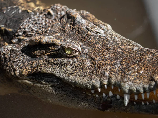 Close up Head of Crocodile was Floating in The Swamp and was Sta — Stock Photo, Image