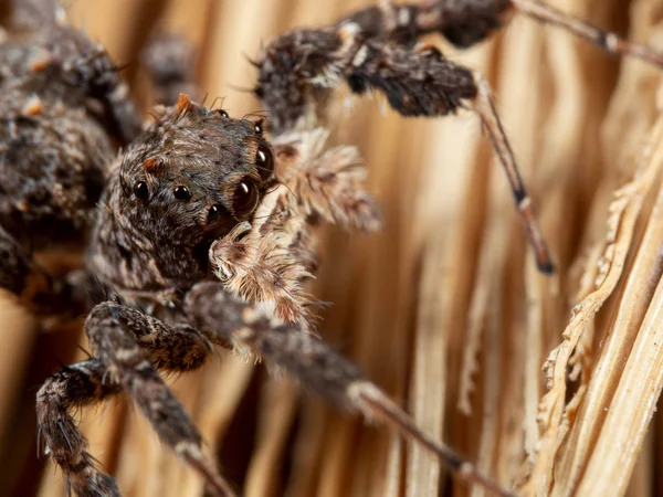 Makró fénykép Portia ugró pók egy seprűn — Stock Fotó