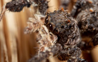 Macro Photo of Head of Portia Jumping Spider on a Broom clipart