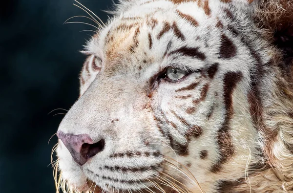 Close up Face of White Bengal Tiger Isolated on Background — Stock Photo, Image
