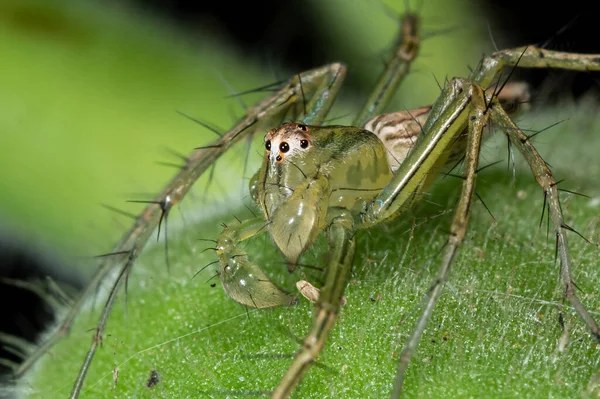 Makró Fotózás Zöld Jumping Spider Green Leaf — Stock Fotó