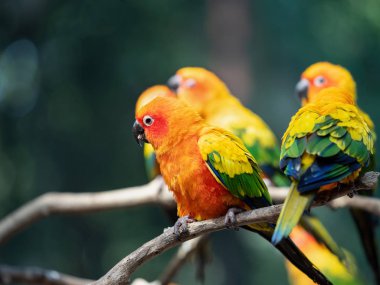 Yakın plan Güneş Conure Papağanı Arkaplan 'daki şubeye tünemiş.