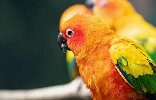 Closeup Sun Conure Papoušek Usazený Větvi Izolované Pozadí — Stock fotografie