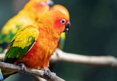 Yakın plan Güneş Conure Papağanı Arkaplan 'daki şubeye tünemiş.