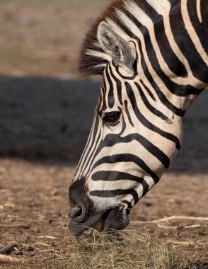 Yakından bakınca, Zebra 'nın lideri arka planda kuru ot yiyordu.
