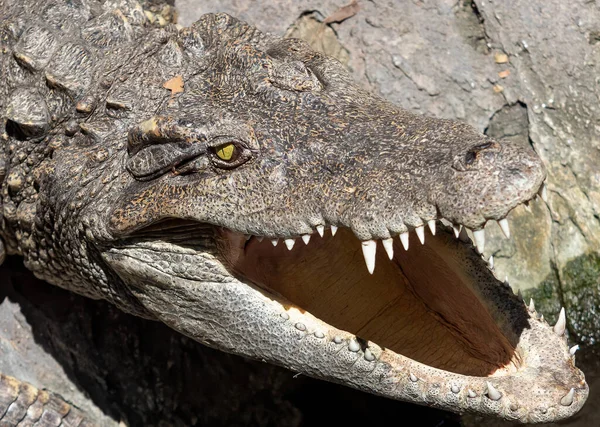 Closeup Head Crocodile Sunbathing Rock — Stock Photo, Image