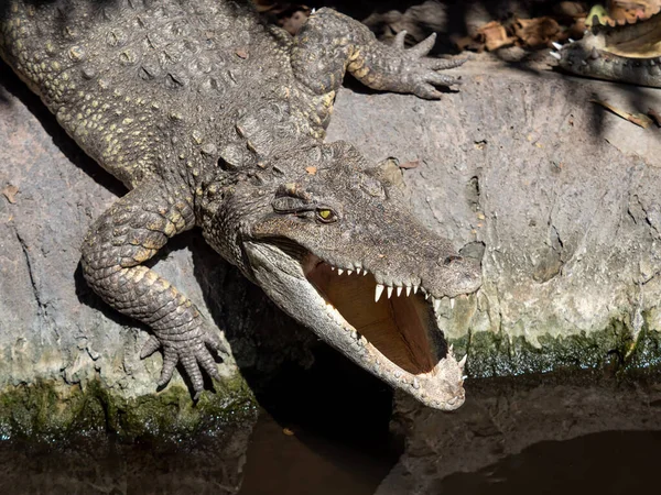 Closeup Crocodile Sunbathing Rock — Stock Photo, Image