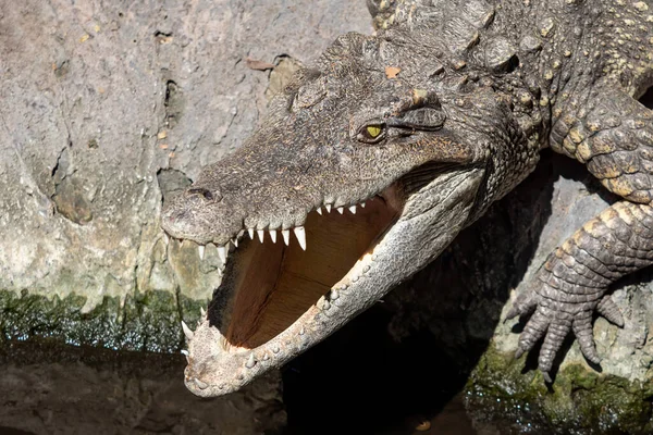 Крупный План Голова Крокодила Загорал Скале — стоковое фото