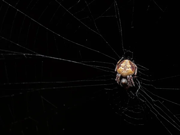 Makro Fotografie Pavouka Webu Izolované Černém Pozadí — Stock fotografie