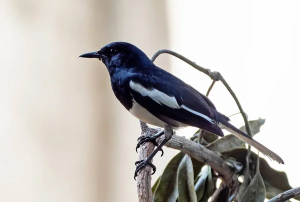 Gros Plan Pie Orientale Robin Perché Sur Branche Isolé Sur — Photo