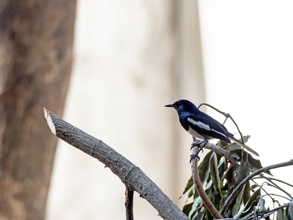 Closeup Oriental Magpie Robin Perched on Branch Isolated on Background