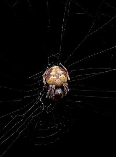 クモのマクロ写真は黒の背景に隔離されたウェブ上にあります — ストック写真