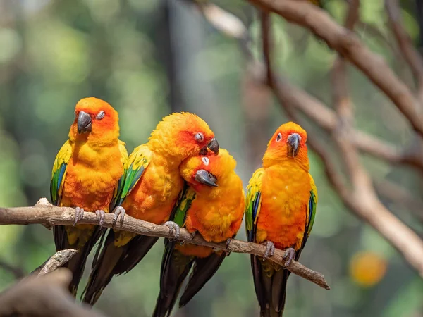 Closeup Group Sun Conure Papoušek Usazený Větvi Izolované Pozadí — Stock fotografie