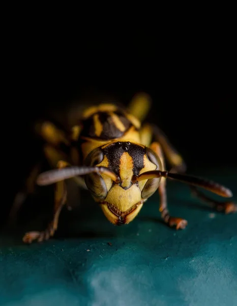 Makro Photography Head Wasp Elszigetelt Fekete Háttér — Stock Fotó