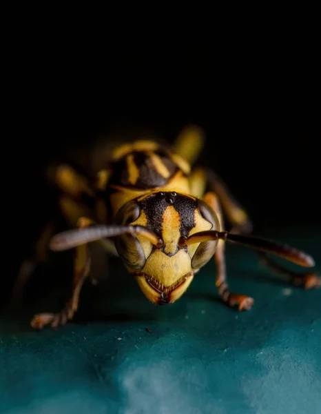 Macro Fotografie Van Het Hoofd Van Wesp Geïsoleerd Zwarte Achtergrond — Stockfoto