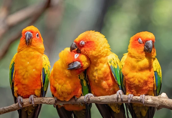 Närbild Grupp Sun Conure Parrot Uppflugen Grenen Isolerad Bakgrund — Stockfoto