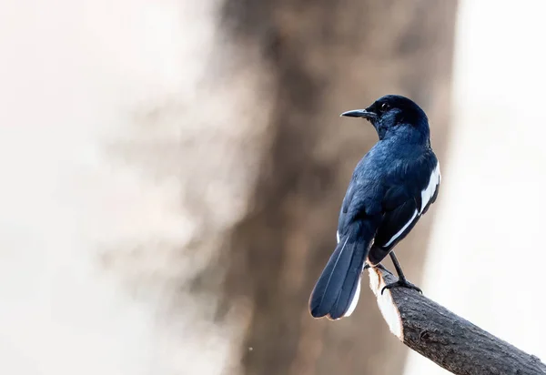 Primo Piano Oriental Magpie Robin Appollaiato Sul Ramo Isolato Sullo — Foto Stock