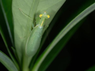 Yeşil Yaprak Üzerinde Peygamberdevesi Kamuflajının Makro Fotoğrafı