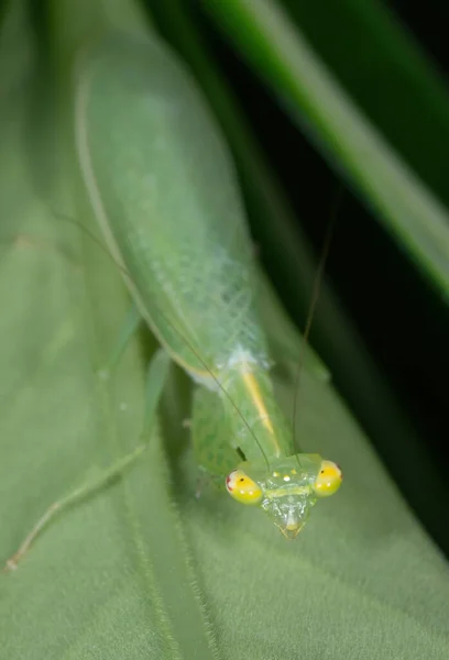 Macro Fotografía Oración Mantis Camuflaje Hoja Verde — Foto de Stock