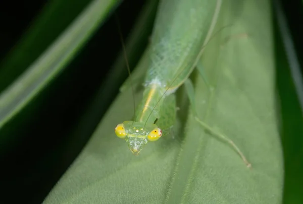 Macro Φωτογραφία Της Προσευχής Mantis Καμουφλάζ Πράσινο Φύλλο — Φωτογραφία Αρχείου