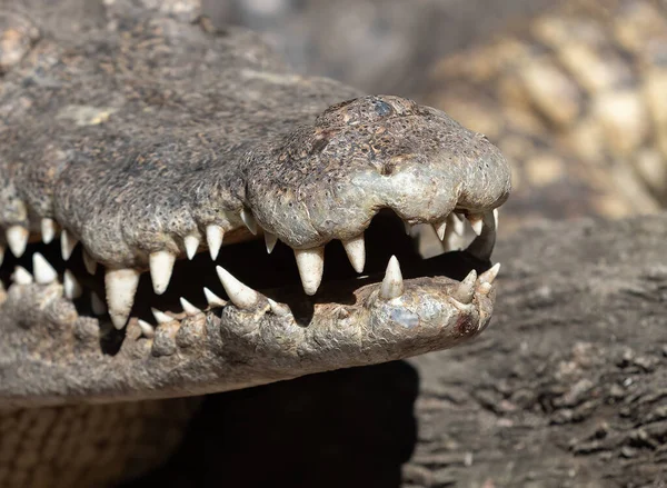 Closeup Tooth Crocodile Sunbathing Isolated Background — Stock Photo, Image