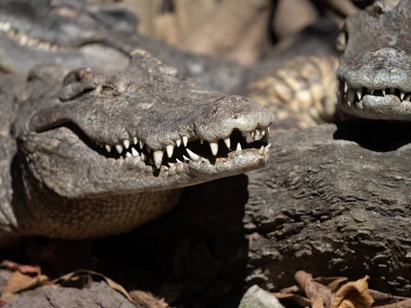 Closeup Mouth Crocodile Sunbathing Isolated Background — Stock Photo, Image