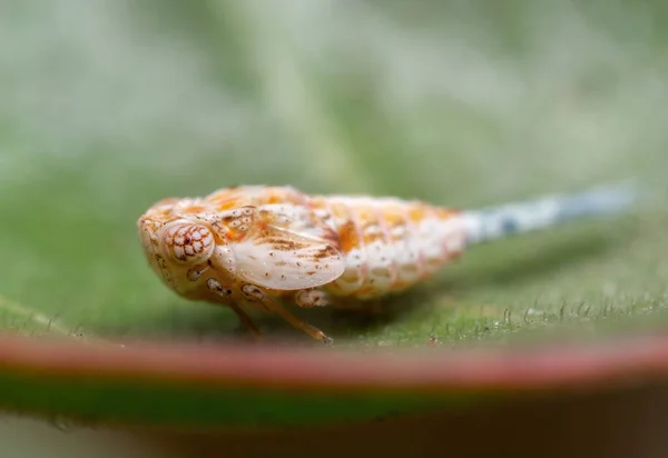 Macro ายภาพของ Leafhopper บนใบส — ภาพถ่ายสต็อก