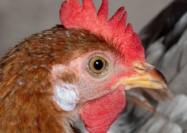 Closeup Head of Young Chicken Isolated on Background