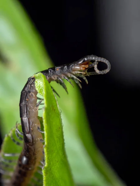 Macro Photography Little Centipede Climbing Green Leaf — Stock Photo, Image