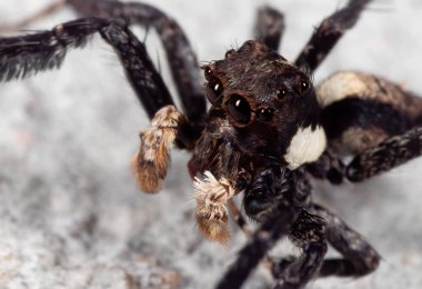 Portia Zıplayan Örümceğin Makro Fotoğrafı