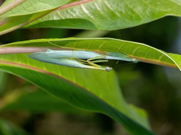Macro Photography Praying Mantis Mating Back Green Leaf — Stock Photo, Image