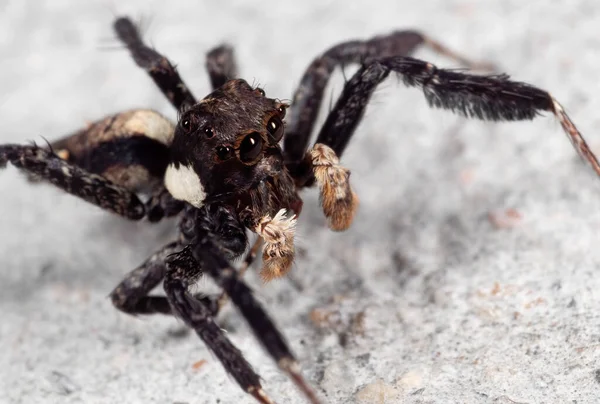 Macro Fotografía Portia Saltando Araña Suelo — Foto de Stock