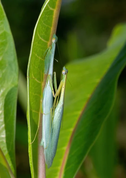 Macro Photography Praying Mantis Mating Back Green Leaf — стокове фото