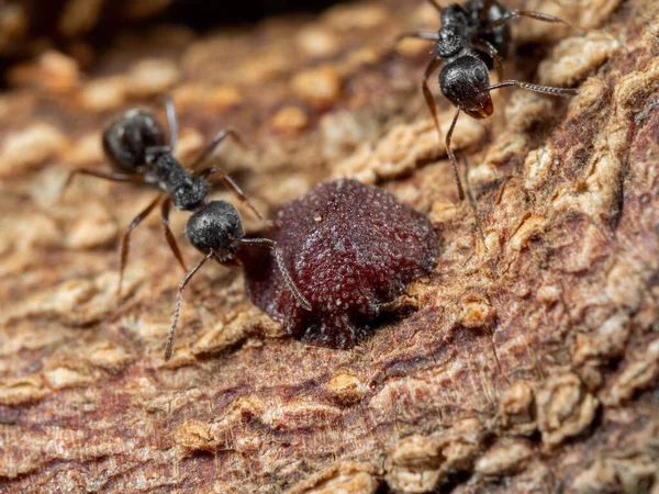 Ağaç Kabuğunda Siyah Bahçe Karıncalı Böceğin Makro Fotoğrafı