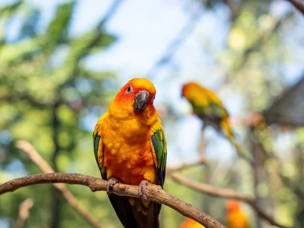 Closeup Sun Conure Papoušek Usazený Větvi Izolované Pozadí — Stock fotografie