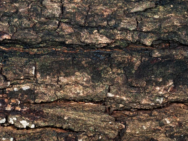 Arkaplan Için Eski Ağaç Kabuğunun Dokusunun Makro Fotoğrafı — Stok fotoğraf