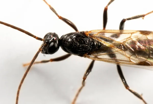 Macro Photography Black Flying Ant Isolated White Background — Stock Photo, Image