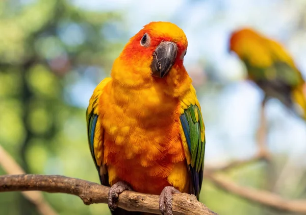 Closeup Sun Conure Papoušek Usazený Větvi Izolované Pozadí — Stock fotografie