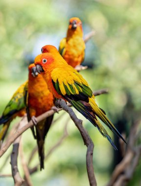 Yakın plan Güneş Conure Papağanı Arkaplan 'daki şubeye tünemiş.