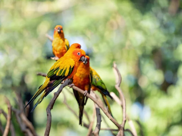 Gros Plan Sun Conure Perroquet Perché Sur Branche Isolé Sur — Photo