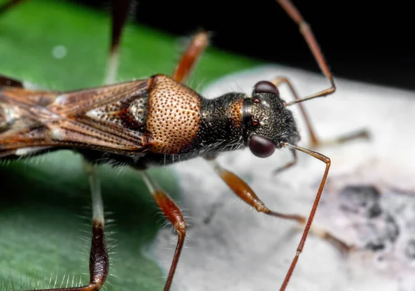 Macro Fotografie Van Assassin Bug Eating Bird Poop Groen Blad — Stockfoto